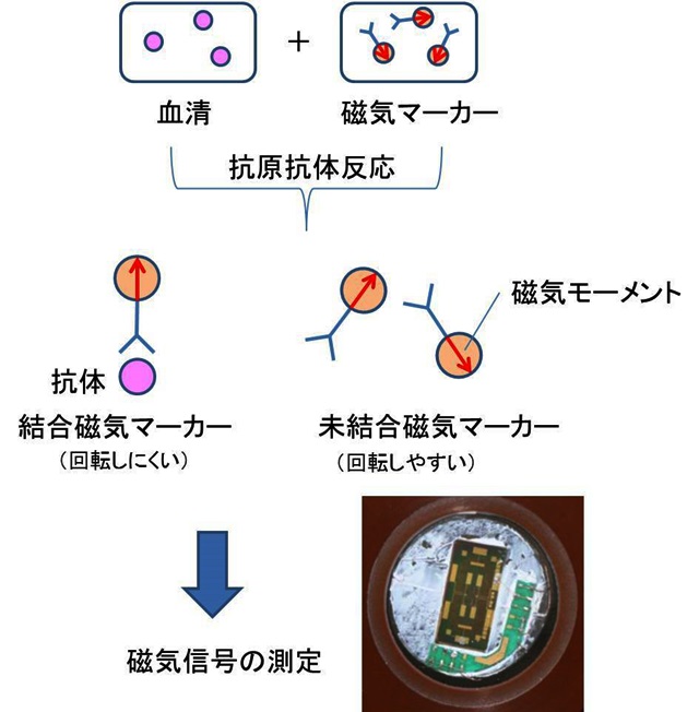 Immunoassay